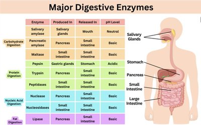 Table of major digestive enzymes and their sources