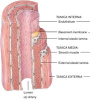 Labeled diagram of artery wall layers