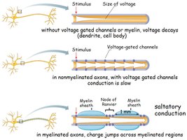 Saltatory conduction in myelinated axons