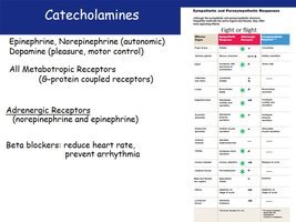 Catecholamines and autonomic responses