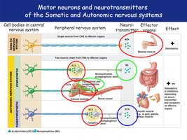 Motor neurons and neurotransmitters in somatic and autonomic systems