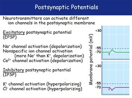 Postsynaptic Potentials graph and explanation