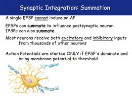 Summation of synaptic inputs