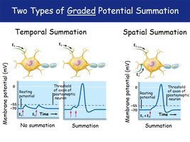 Temporal and spatial summation diagrams