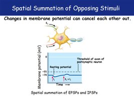 Spatial summation of EPSPs and IPSPs