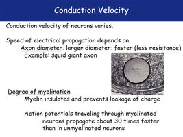 Axon diameter and myelination