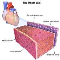 Heart wall layers labeled