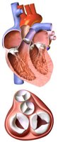 Heart valves diagram
