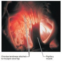 Chordae tendineae and papillary muscles