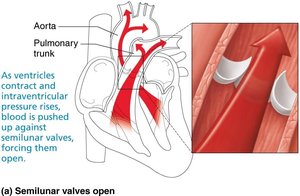 Semilunar valve closed mechanism