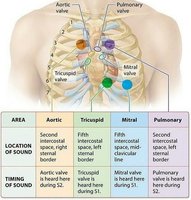 Heart sound locations and timing