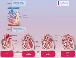 Left heart blood flow pathway