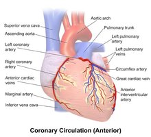 Coronary circulation anterior view