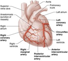 Coronary arteries labeled