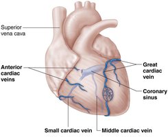 Coronary veins labeled