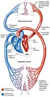 Diagram of pulmonary and systemic circuits
