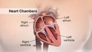 Heart chambers labeled