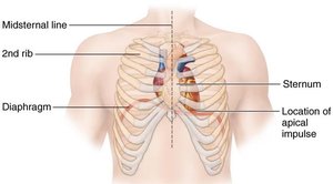 Heart location in the thorax