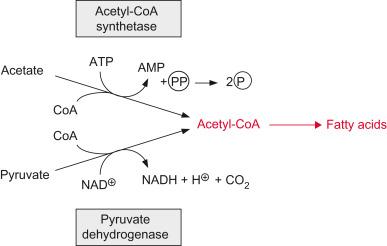 Diagram of ligation reactions involving Acetyl-CoA synthetase and pyruvate dehydrogenase