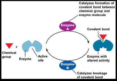 Diagram of covalent regulation of enzymes