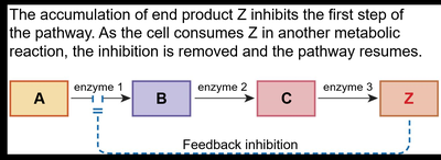 Diagram of feedback inhibition in metabolic pathways