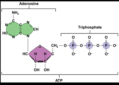 Structure of ATP molecule