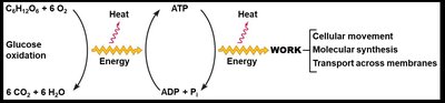 Energy change in glucose oxidation