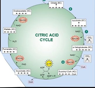 Krebs cycle product details