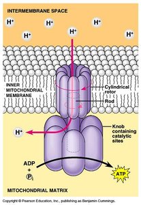 Diagram of ATP synthase structure and function