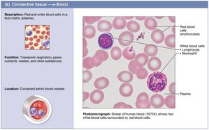 Blood smear showing red and white blood cells
