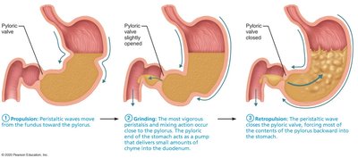 Gastric motility: propulsion, grinding, and retropulsion