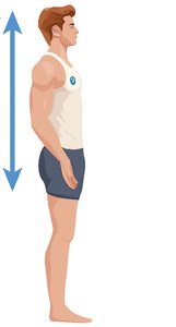 Directional terms: up and down