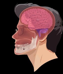 Directional terms: depth within the body