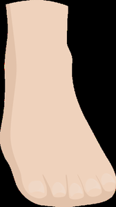 Anatomical terms for leg and foot
