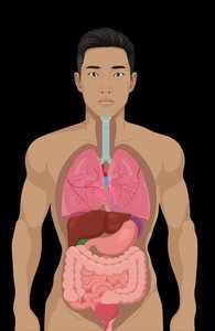 Abdominopelvic quadrants and regions