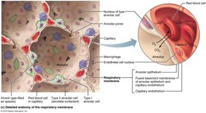 Detailed anatomy of the respiratory membrane and alveoli