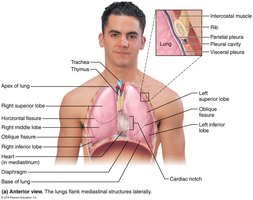 Anterior view of the lungs showing lobes and fissures