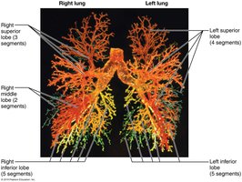 Segmental anatomy of the lungs
