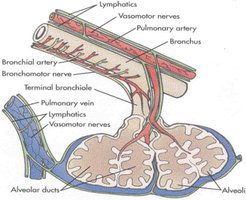 Diagram of bronchial and pulmonary blood supply to the alveoli