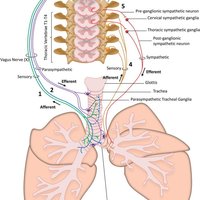 Diagram of lung innervation by autonomic nervous system