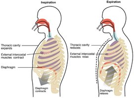 Diagram of inspiration and expiration mechanics