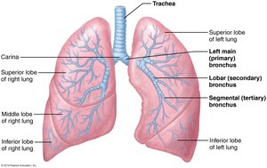Diagram of the bronchial tree showing branching from trachea to alveoli