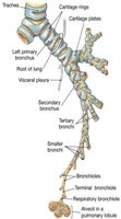 Diagram showing structural changes from bronchi to bronchioles