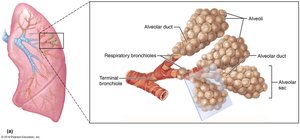 Diagram showing the transition from terminal bronchioles to alveolar sacs