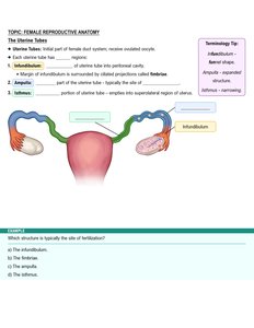 Uterine tube structure