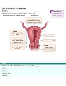 Uterus anatomy