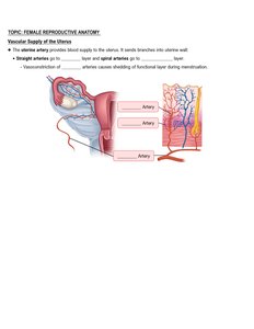 Uterine blood supply