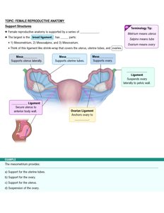 Support structures of the uterus