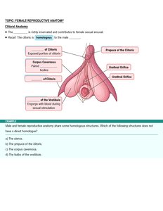 Clitoral anatomy
