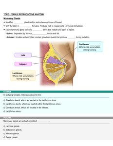 Mammary gland structure